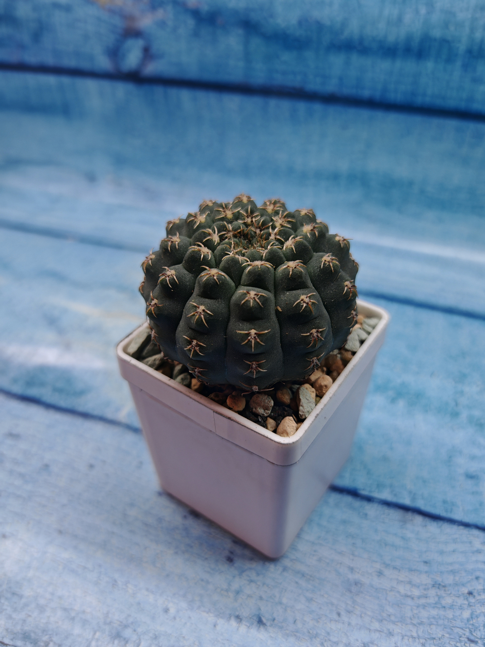 Gymnocalycium Quehlianum (Гимнокалициум)