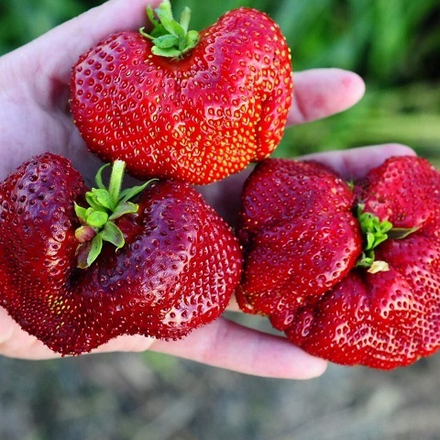 Земляника садовая Чамора Туруси, среднепоздняя
