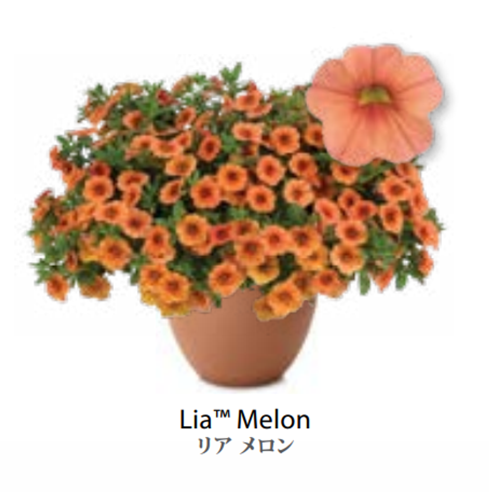 ЕВРО Calibrachoa Lia Melon укорененный черенок ноябрь