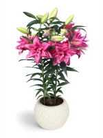 Лилия Эзра (махровая серия «Роузлили»)