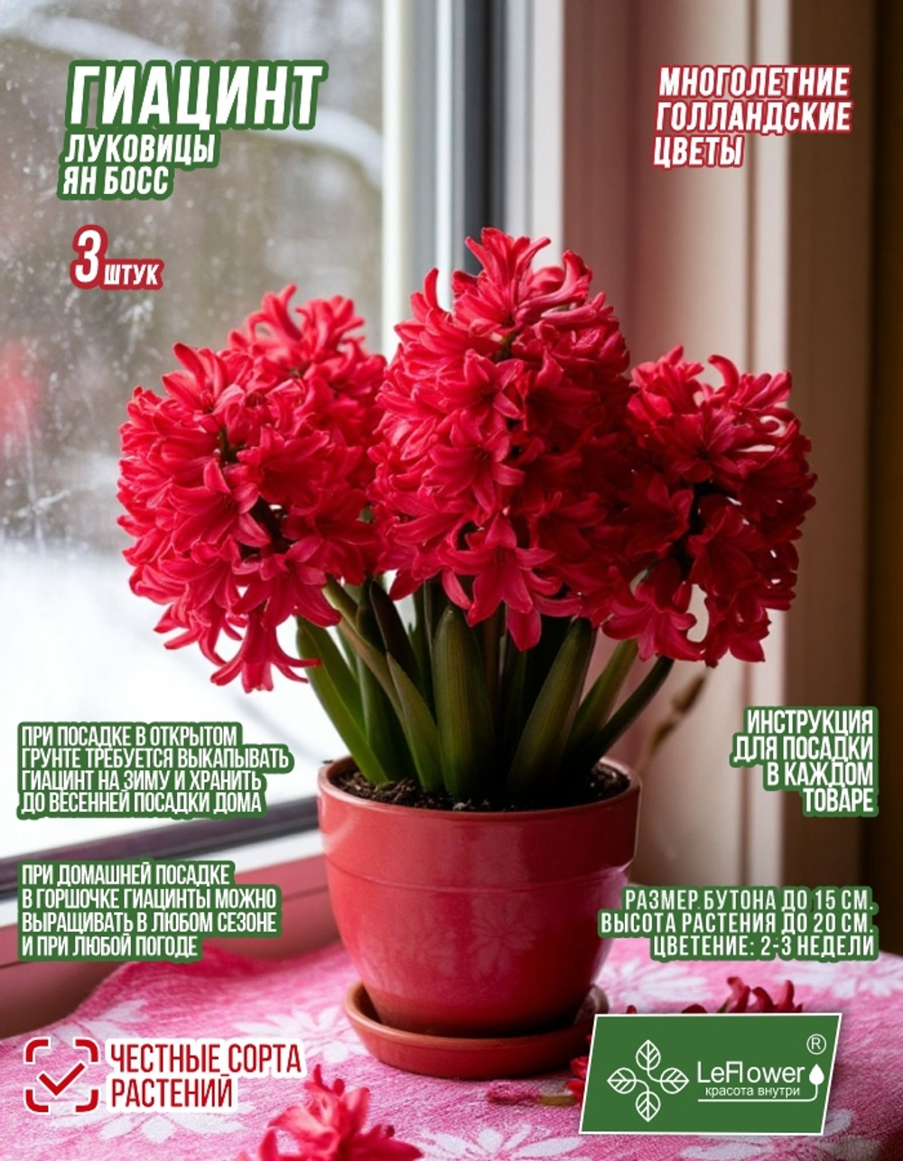 Гиацинт Луковицы, Ян Бос, 3шт