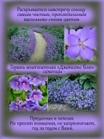 Герань Джонсонс Блю многолетняя