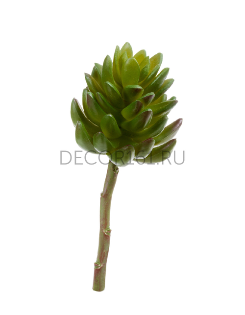 Суккулент Синокрассула большая зелёная в-7 см, д-7 см 12/144 20.091818N