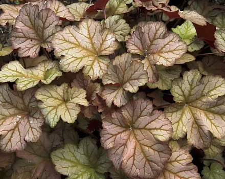 Гейхера Пино Гри рассада ОКС меристема