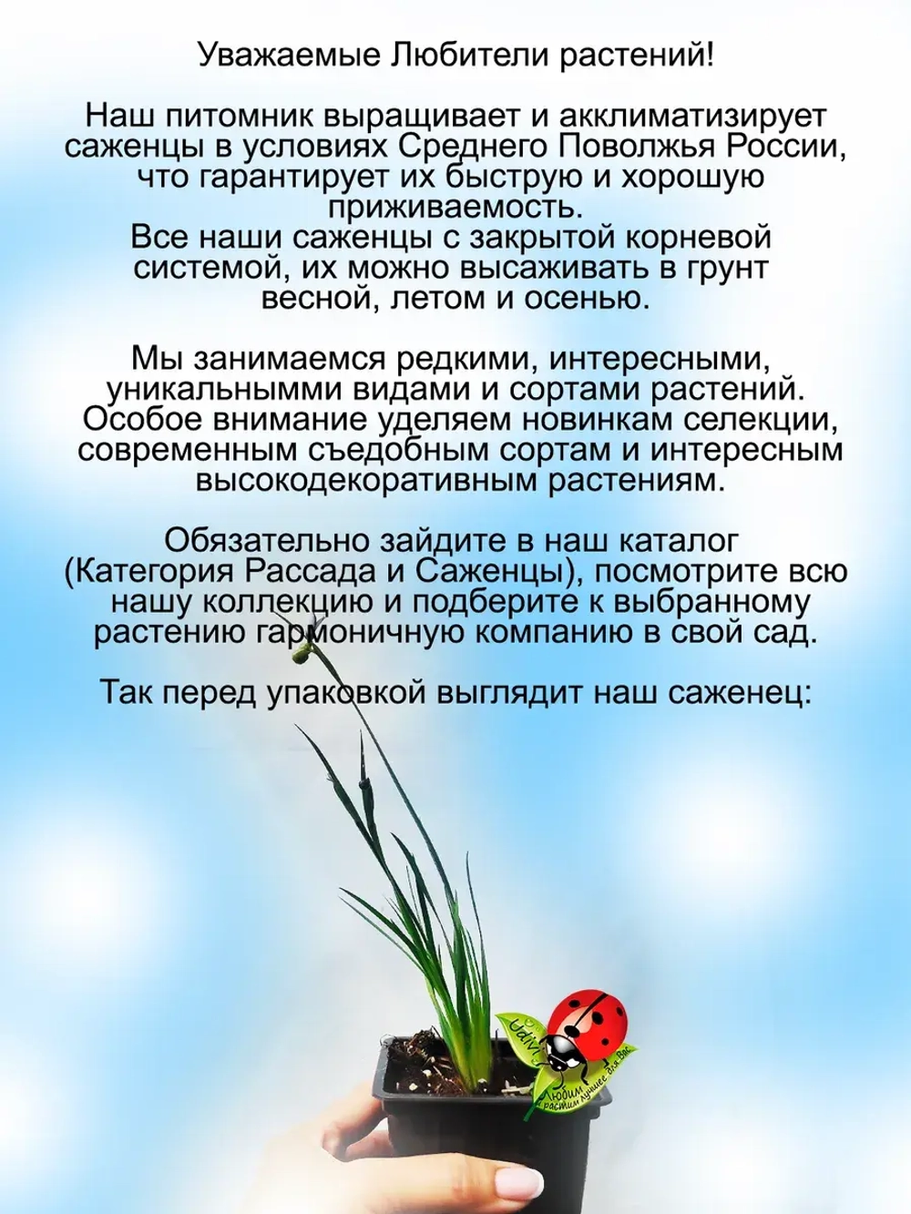Сисюринхий Голубоглазка многолетний