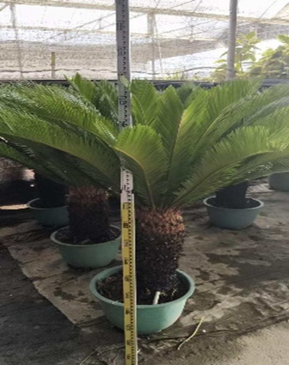 Цикас революта