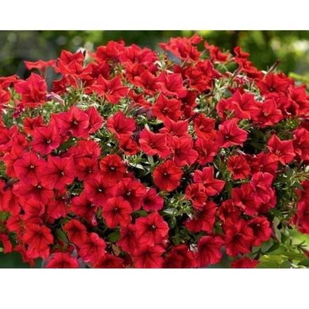 Петуния Surfinia Dark Red ОКС укорененный черенок. Под заказ изготовление 5-6 недель