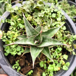 Сансевиерия PINGUI