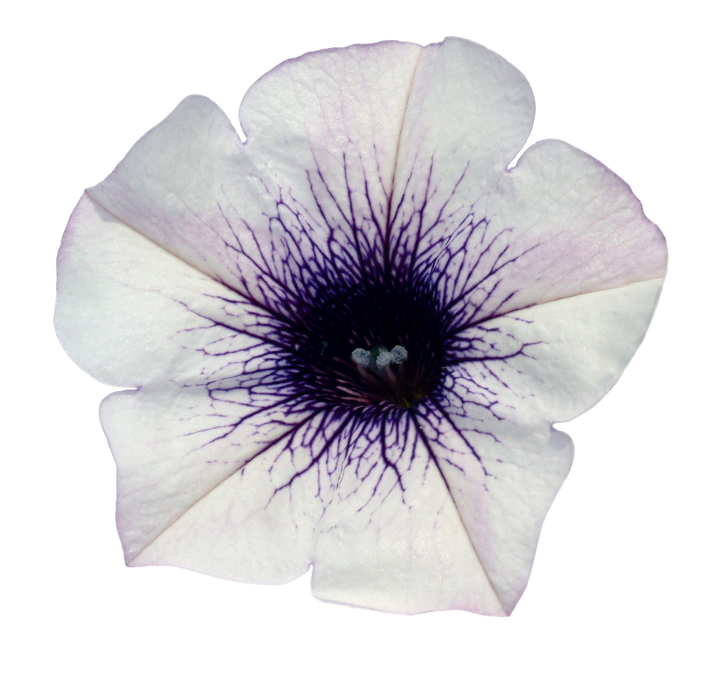 ЕВРО Петуния Surfinia Blue Vein укорененный черенок ОКС март Koh