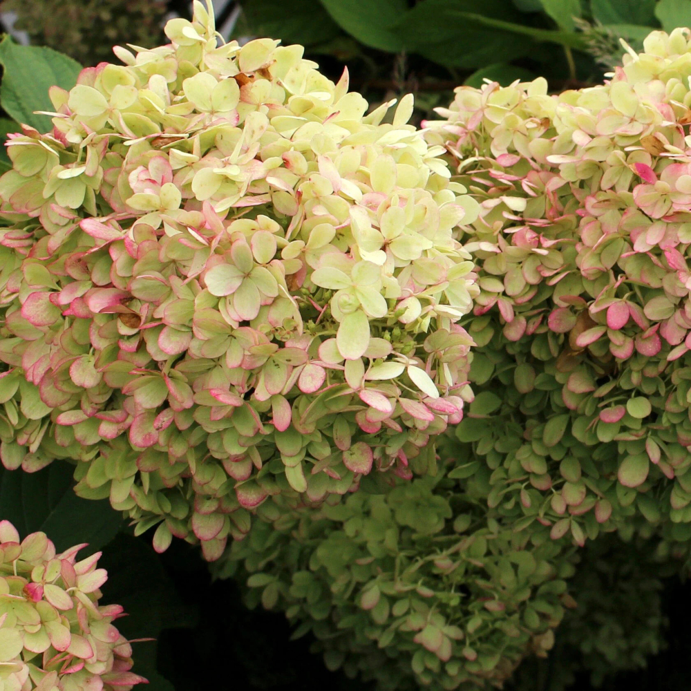 Гортензия метельчатая Гарденлайт XS лайт ( Hydrangea paniculata Gardenlight XS Light)