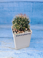 Escobaria Missouriensis compacta (Эскобария)