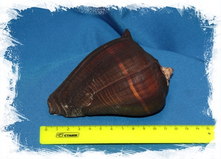 Тихоокеанская мелонгена, 7-10см, 1шт