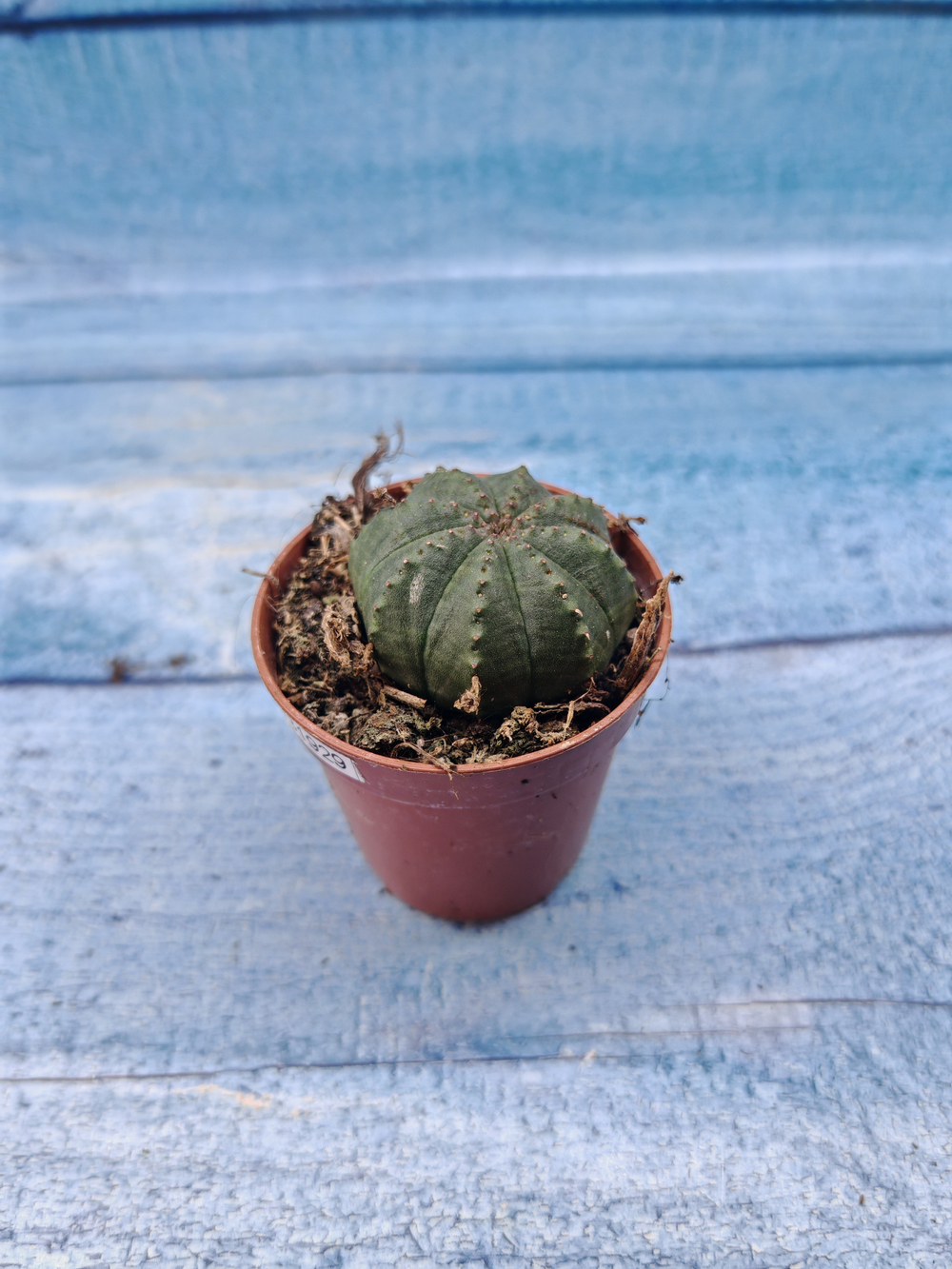 Euphoria Obesa (Эуфорбия)