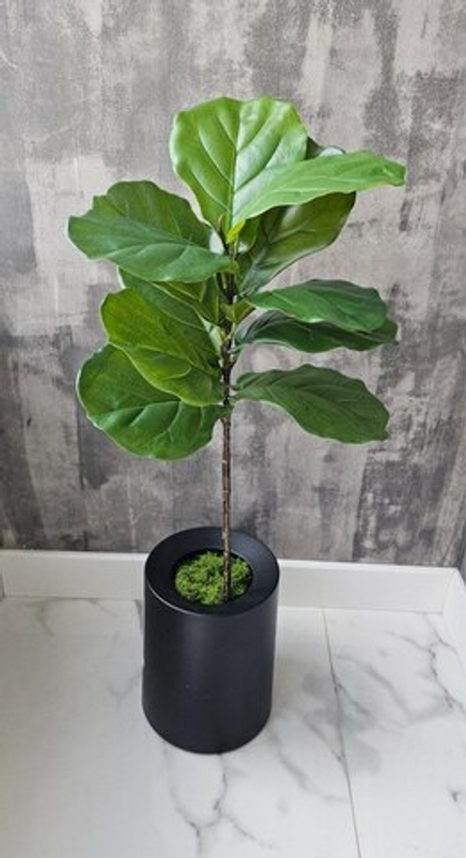 Лирата премиум крупнолистная средняя / Арт 3046