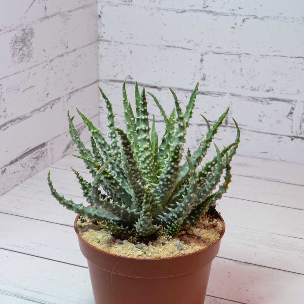 Aloe Humilis (Алоэ)