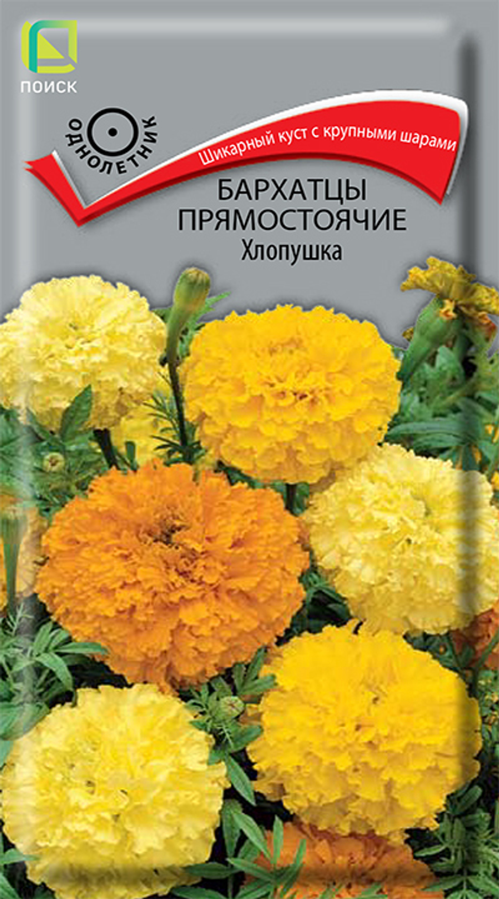 Бархатцы прямостоячие Хлопушка