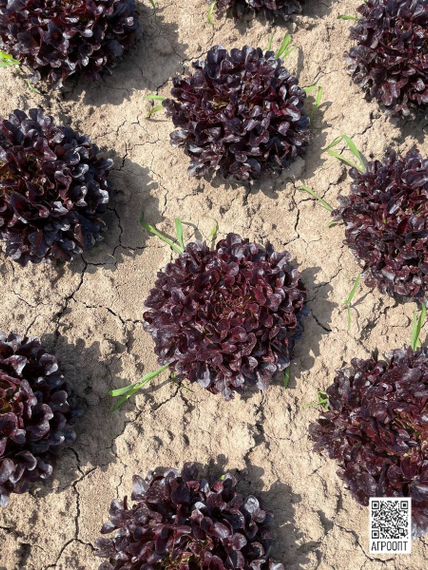 Ксем семена салата листового (Rijk Zwaan / Райк Цваан) в поле – фото 6