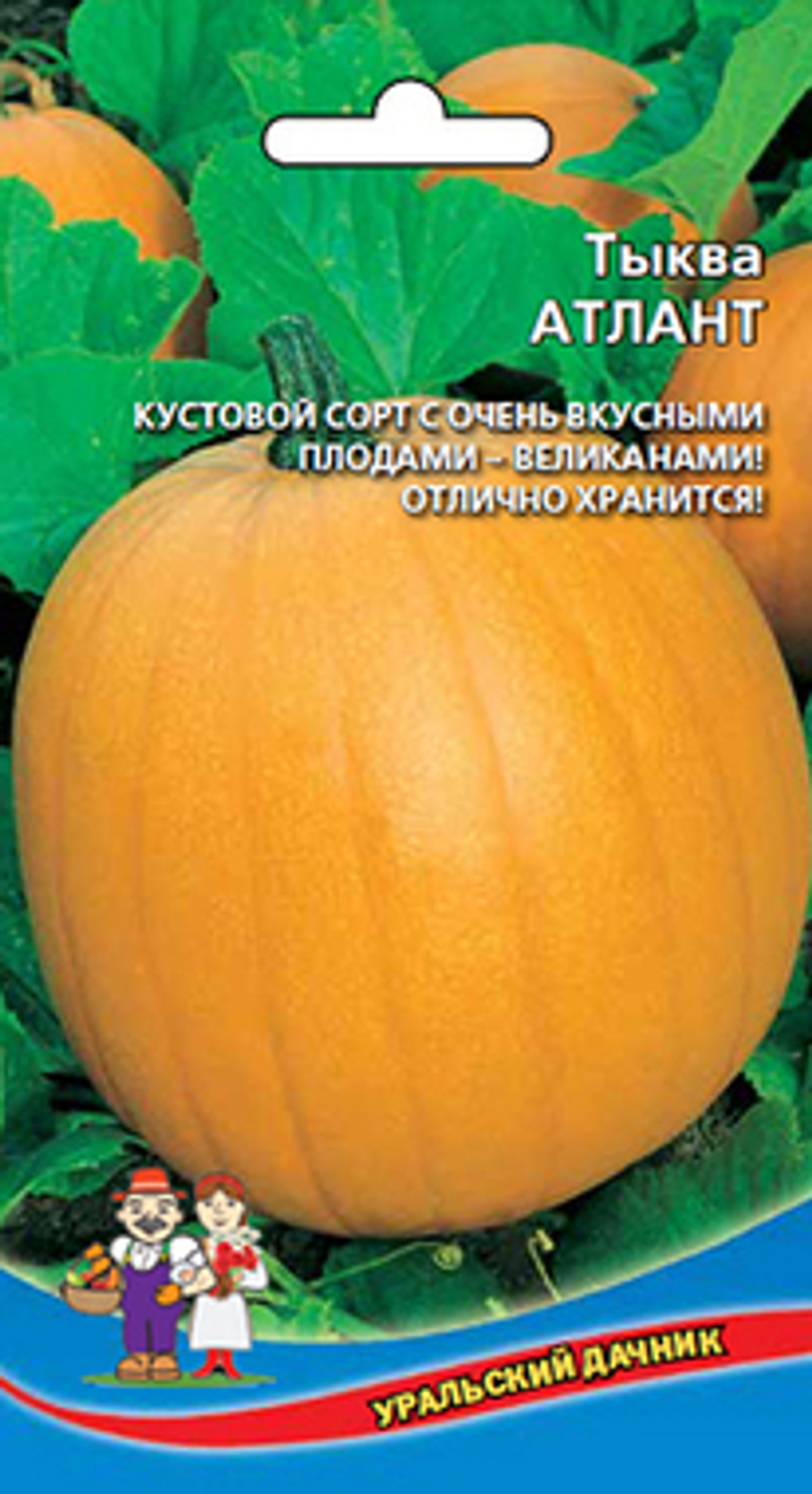 Тыква Атлантик Гигант Уральский Дачник