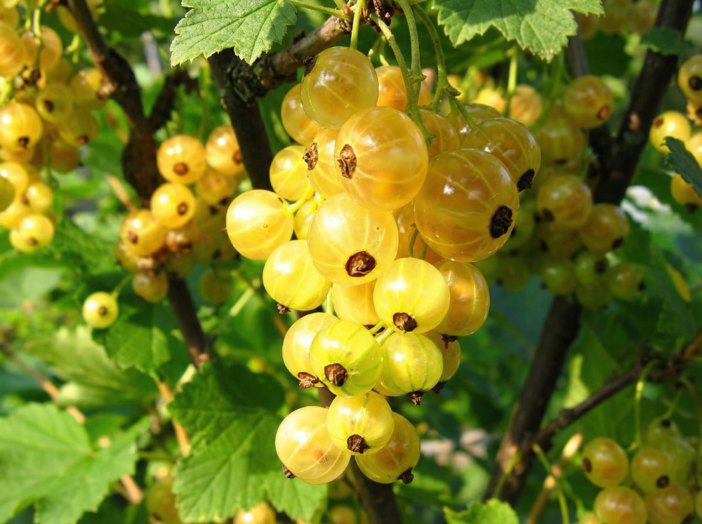 Саженец Смородины белой «Белая Потапенко» ( Десертный вкус, Гипоаллергенная, Зимостойкая)