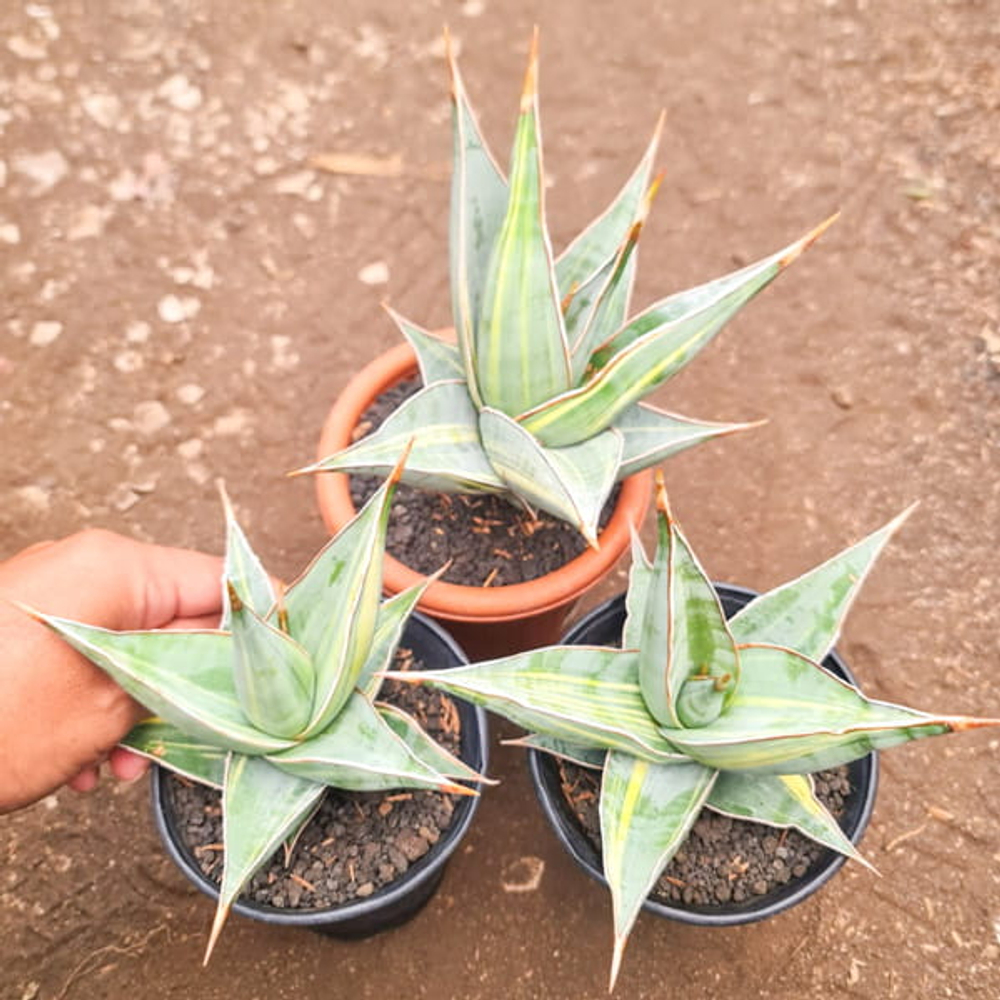 Сансевиерия PINGUICULATA VAR