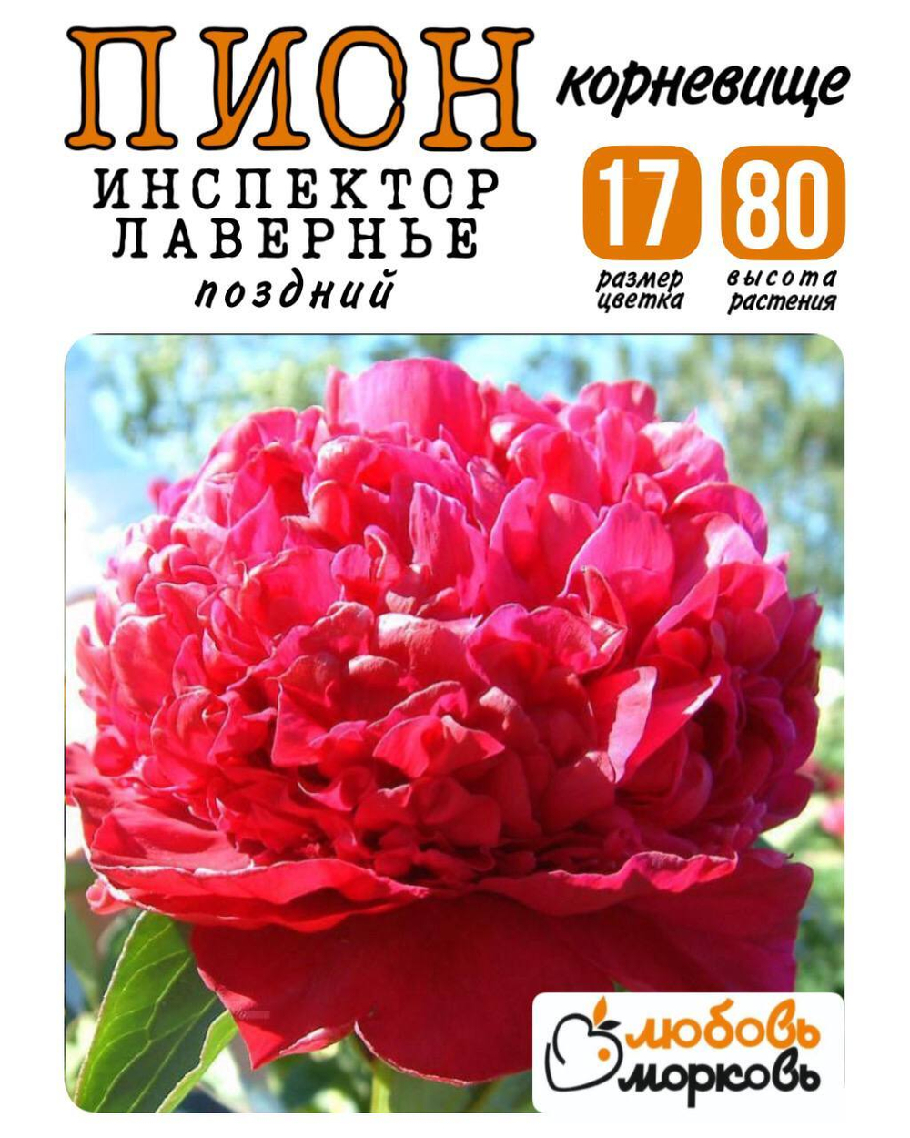Пион Корневище, Инспектор Лавернье, 3+ почек, 1шт (Любовь Морковь)
