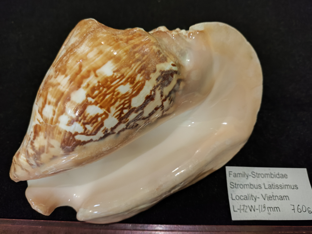 Стромбус Латиссимус