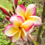 Плюмерия P6 – SHEERE BEAUTY