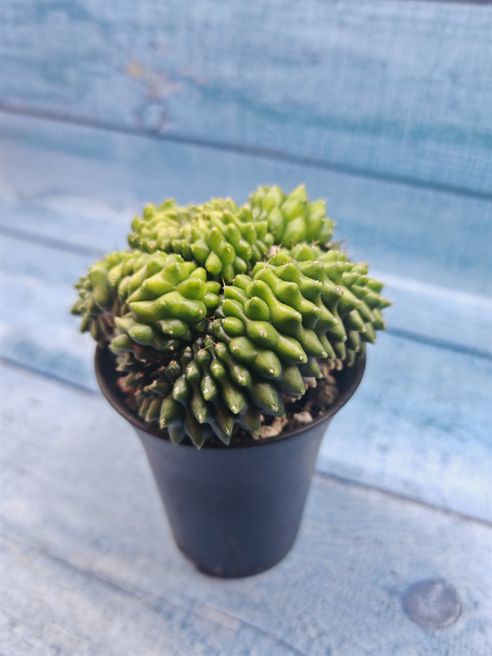 Gymnocalycium Spineless Crested form (Гимнокалициум Кристатный)