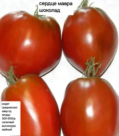 СЕРДЦЕ МАВРА ШОКОЛАД