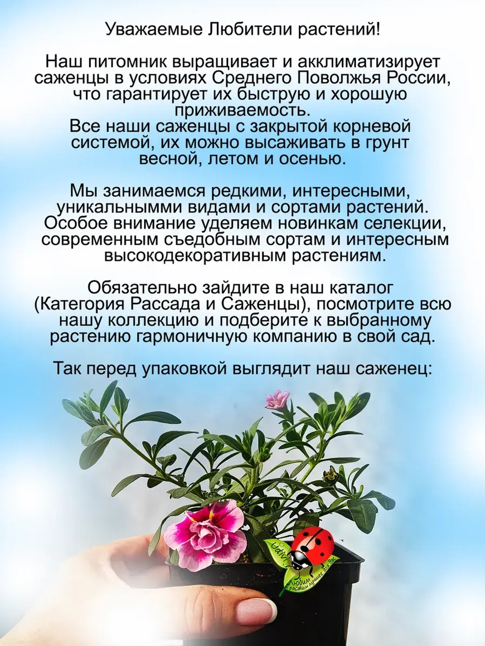 Калибрахоа Пинк а дот махровая