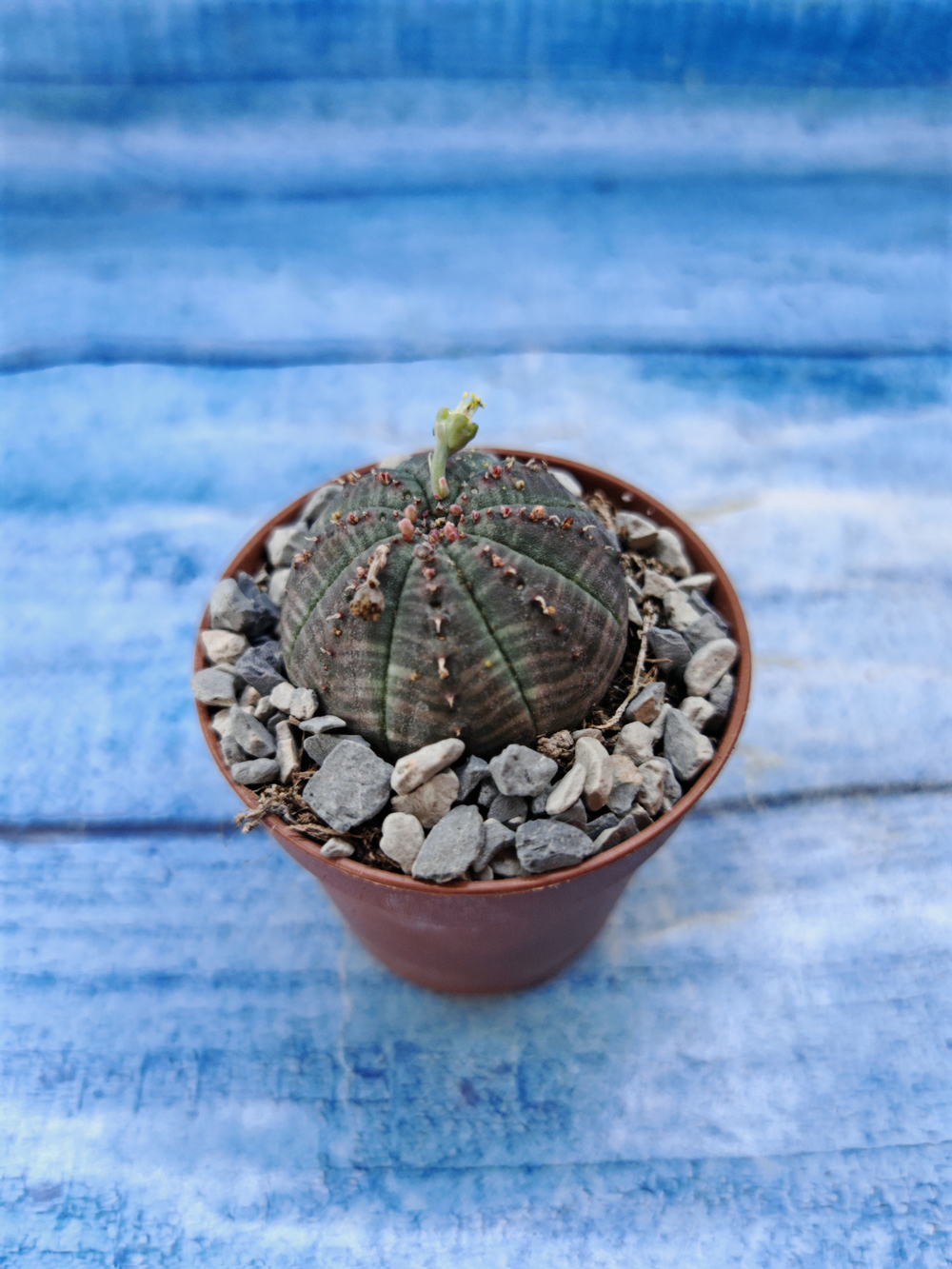 Euphorbia Obesa (Эуфорбия)