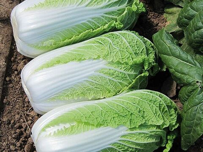 Эндуро F1 семена капусты пекинской (Takii / Таки)