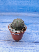 Euphorbia Obesa (Эуфорбия)