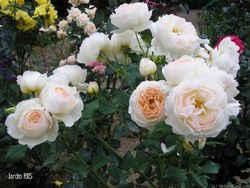 Мишель Морган (Michele Morgan)