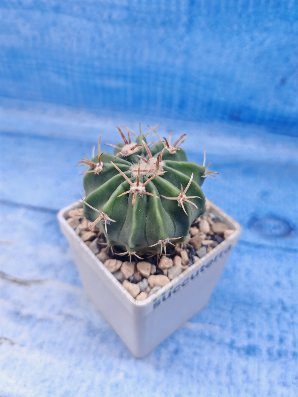 Ferocactus Latispinus (Ферокактус)