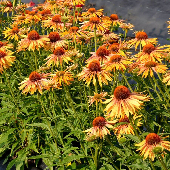Эхинацея