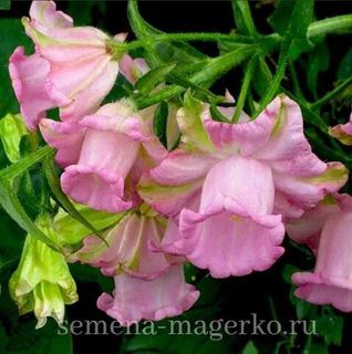 Колокольчик средний  Эппил  Пинк  F1 100 драже