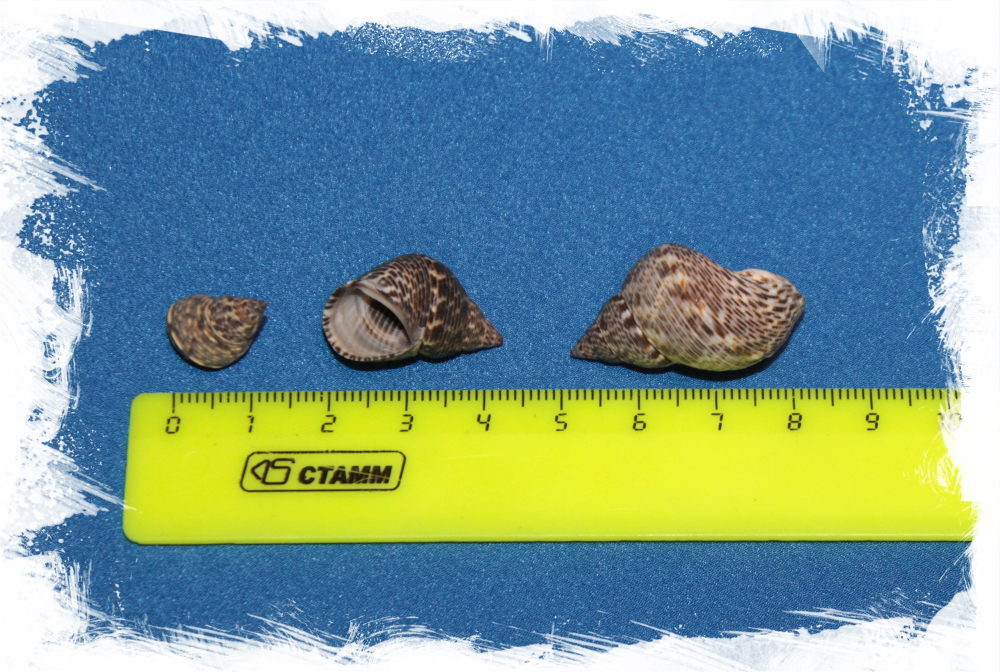 Литторария скабра