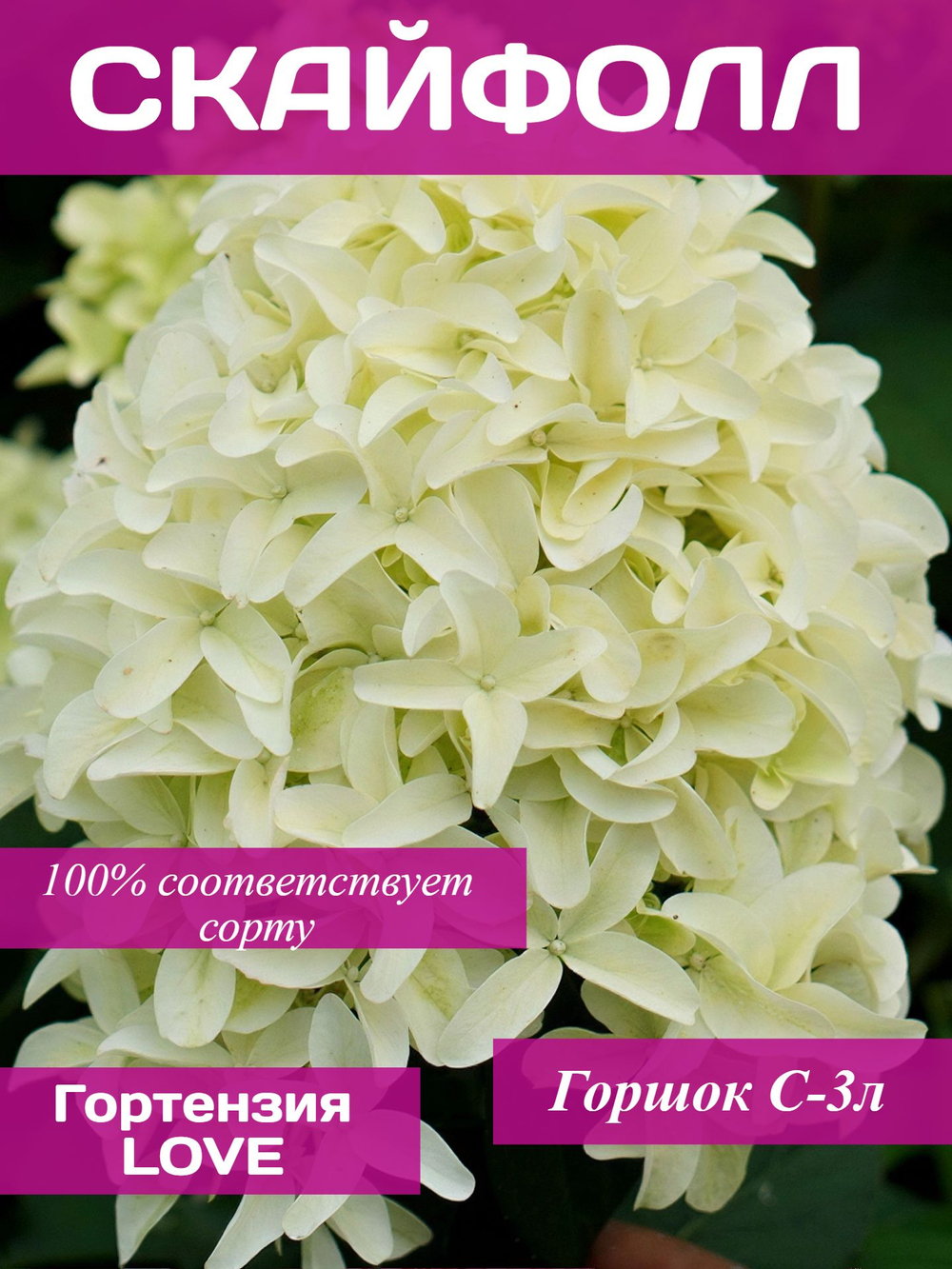 Скайфол гортензия метельчатая