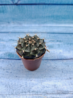 Gymnocalycium Friedrichii (Гимнокалициум)