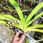 Орхидея RHYNCOSTYLIS GIGANTEA микс