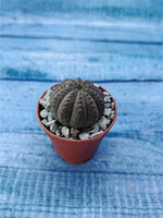 Суккулент Euphorbia Obesa (Эуфорбия)
