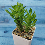 Monadenium Stapelioides (Монадениум)