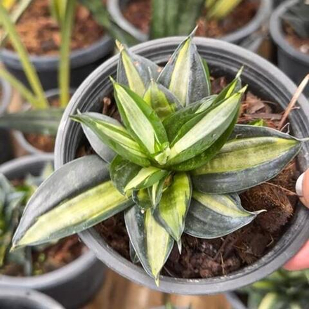 Сансевиерия HAHNII STREAKER