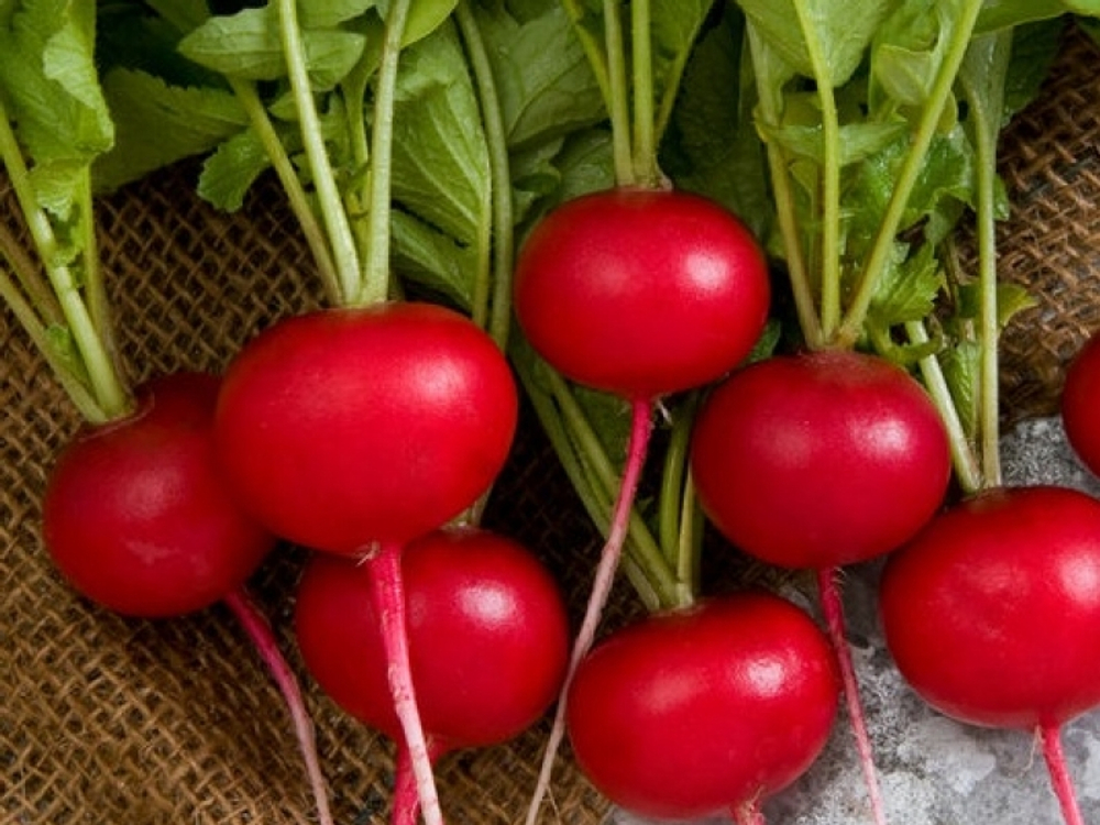 Редис Каспар  F1 1г  Мировые Семена VITA GREEN