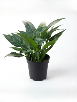 Диффенбахия Black beauty д.11