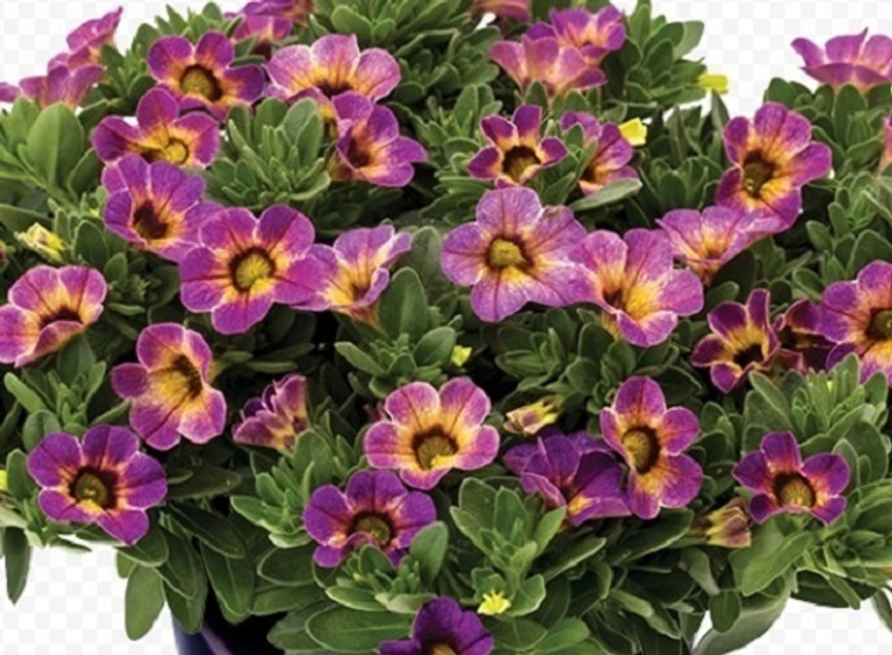 ЕВРО Calibrachoa CHAMELEON Blueberry Scone неукор черенок ноябрь 2025