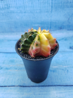 Gymnocalycium Variegata (Гимнокалициум Вариегатный)