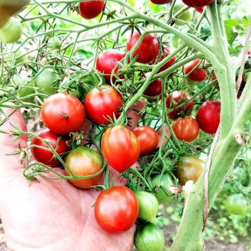 Помидоры Повстанческий Альянс - Rebel Alliance