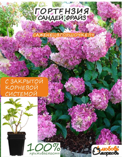 Саженец, Гортензия, Сандей Фрайз